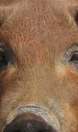 Red Wattle — rich beef like taste